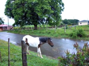In front of my house in St. Elena