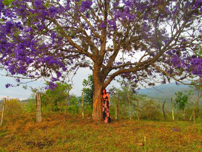 Taz , farm where wedding 077