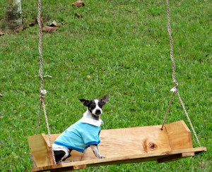 Taz , farm where wedding 007