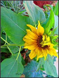 Photos of sunset flowers and scences 115