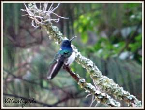 738408_575209955878408_954705281_o