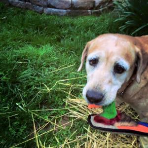 11112937_970033986354849_2711522444027167684_n