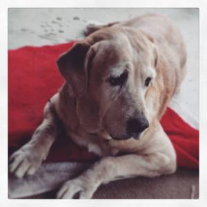 1509218_971060502918864_7240787360008956538_n