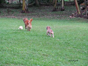 animals at play, butterflies and Luci 011
