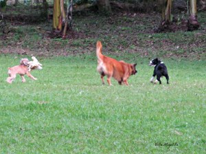 animals at play, butterflies and Luci 013