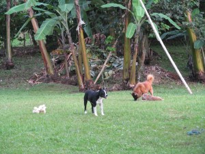 animals at play, butterflies and Luci 014