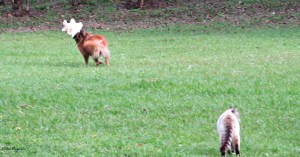 animals at play, butterflies and Luci 015