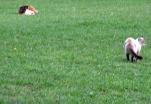animals at play, butterflies and Luci 016