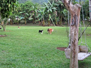 animals at play, butterflies and Luci 017