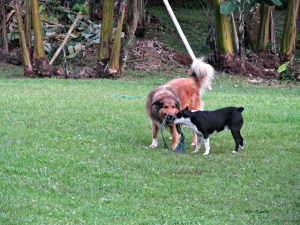 animals at play, butterflies and Luci 019