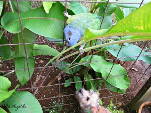 animals at play, butterflies and Luci 022