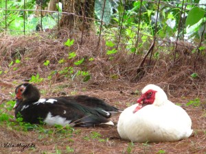 dogs hummingbirds videos 012