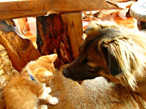 dogs hummingbirds videos 013