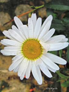 10262165_833295006736567_8646196105888836900_n