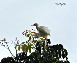 10955496_842871045778963_972127828080874271_o