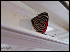 1596698_688967997835936_2528053840317072347_o