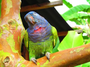 Hike with Beeja, Luci on tree perch 018