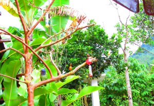 Hike with Beeja, Luci on tree perch 019