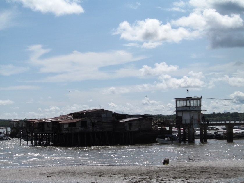 Jungle fever and Buena Ventura 038