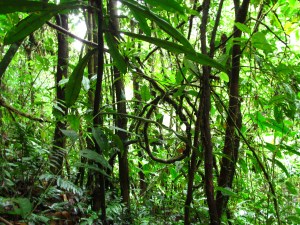 Pericos and bird videos 034