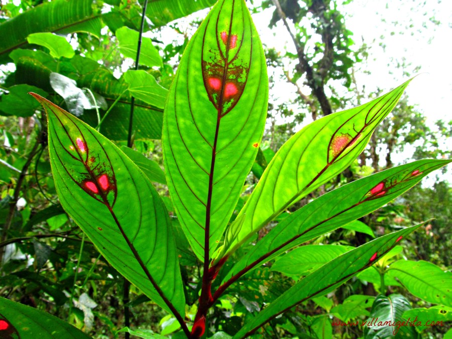 Pericos and bird videos 038