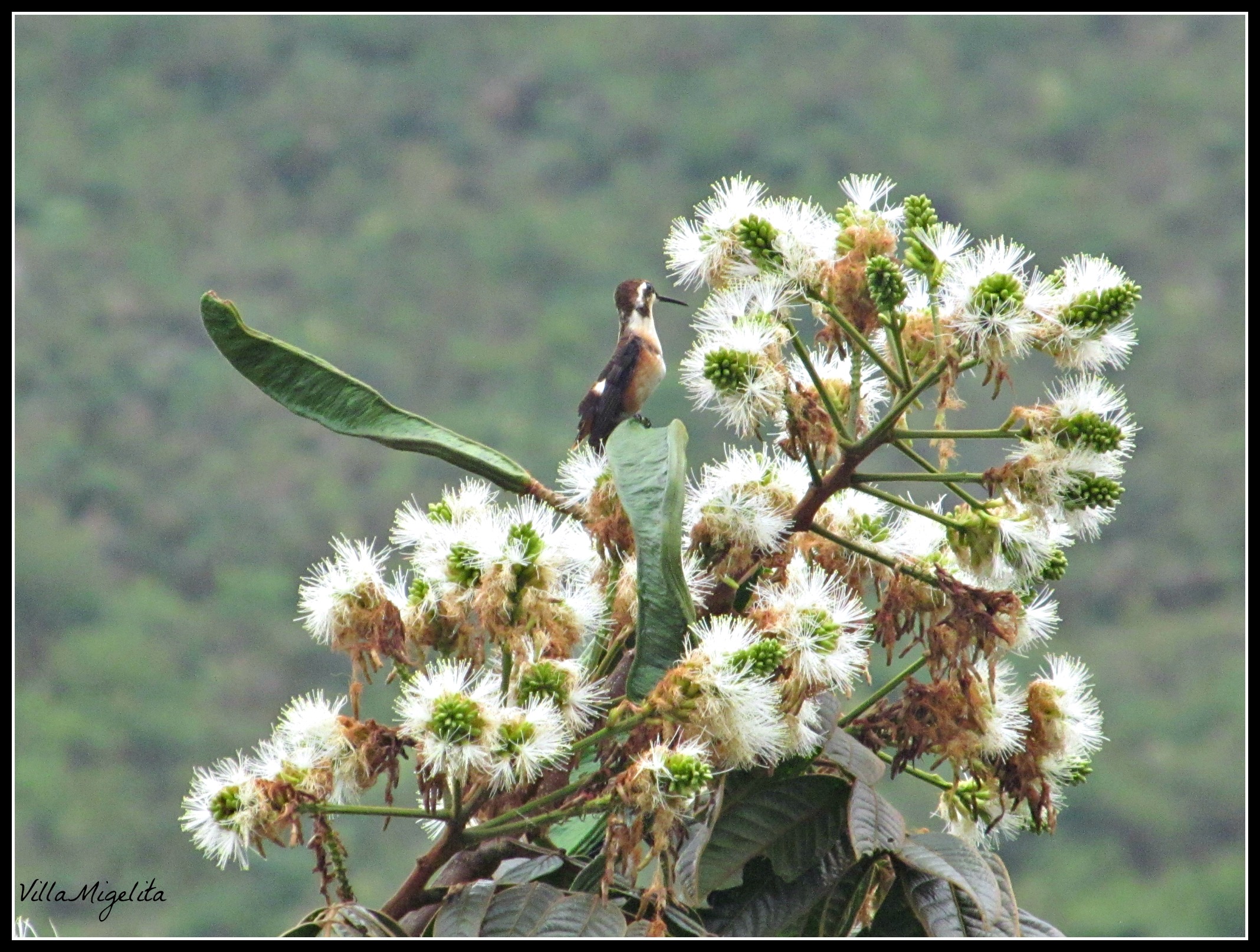 Hummingbird video 003
