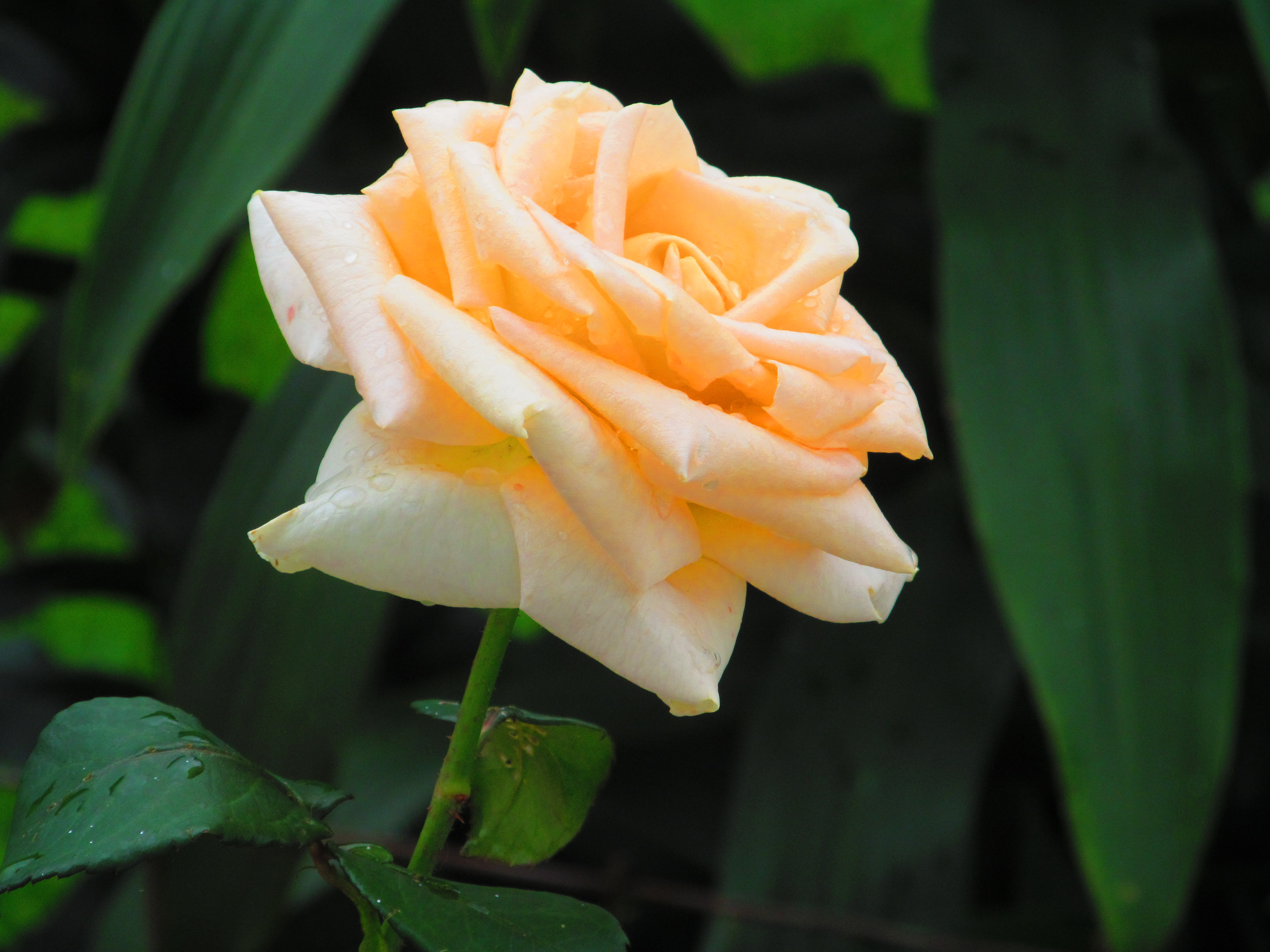 Colleen, Cloudy and new hen 027