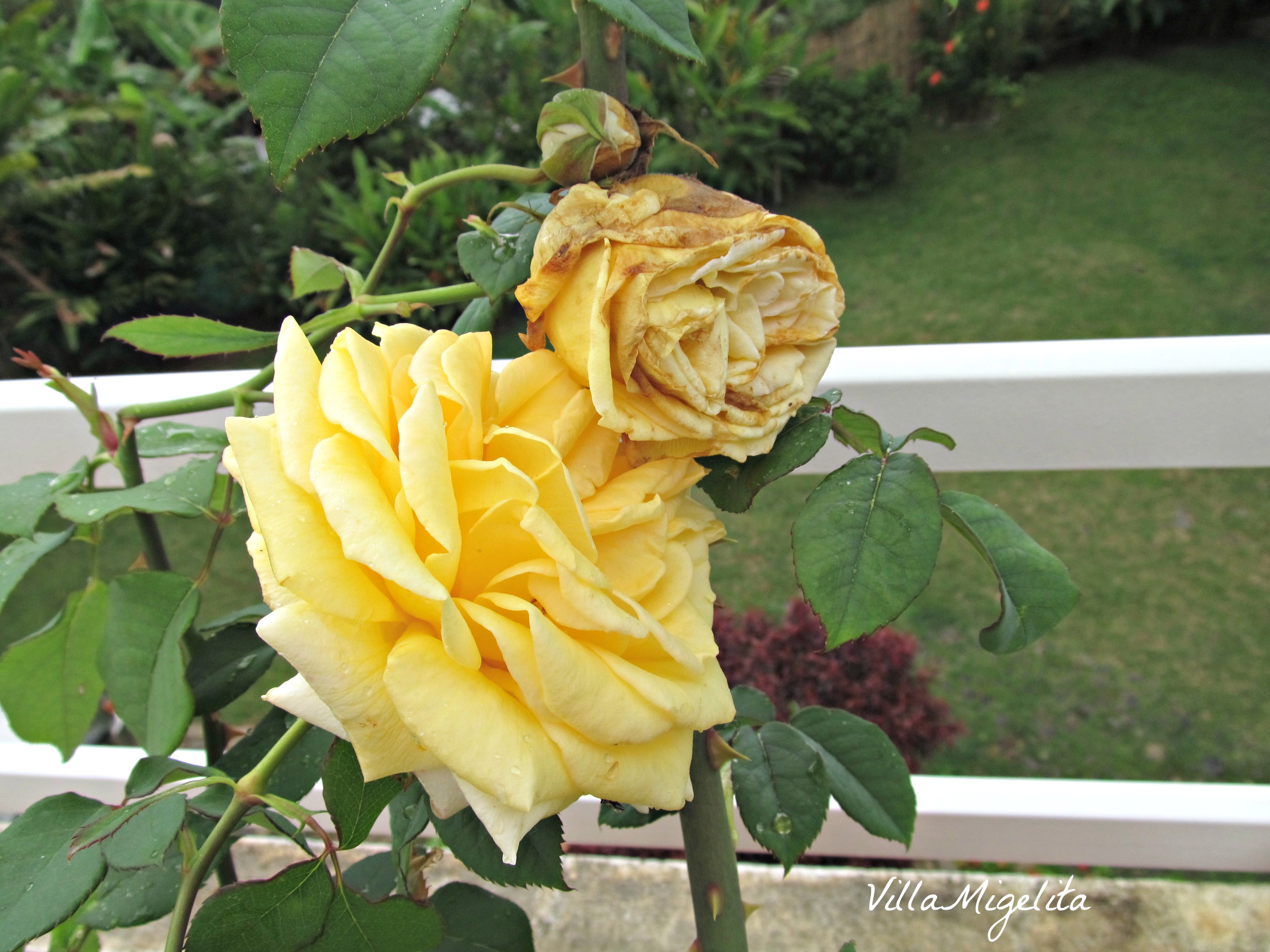 Photos of rainforest, pueblo, flowers..layers 035