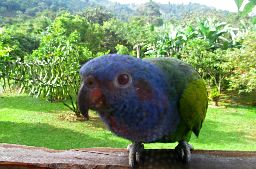 Luci in the window 008