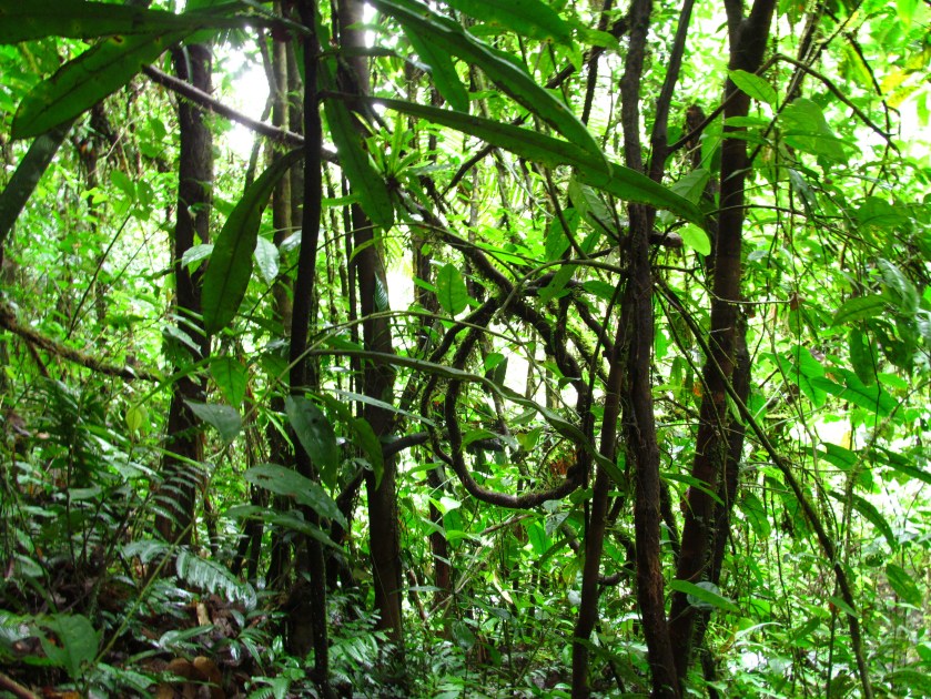 pericos-and-bird-videos-034