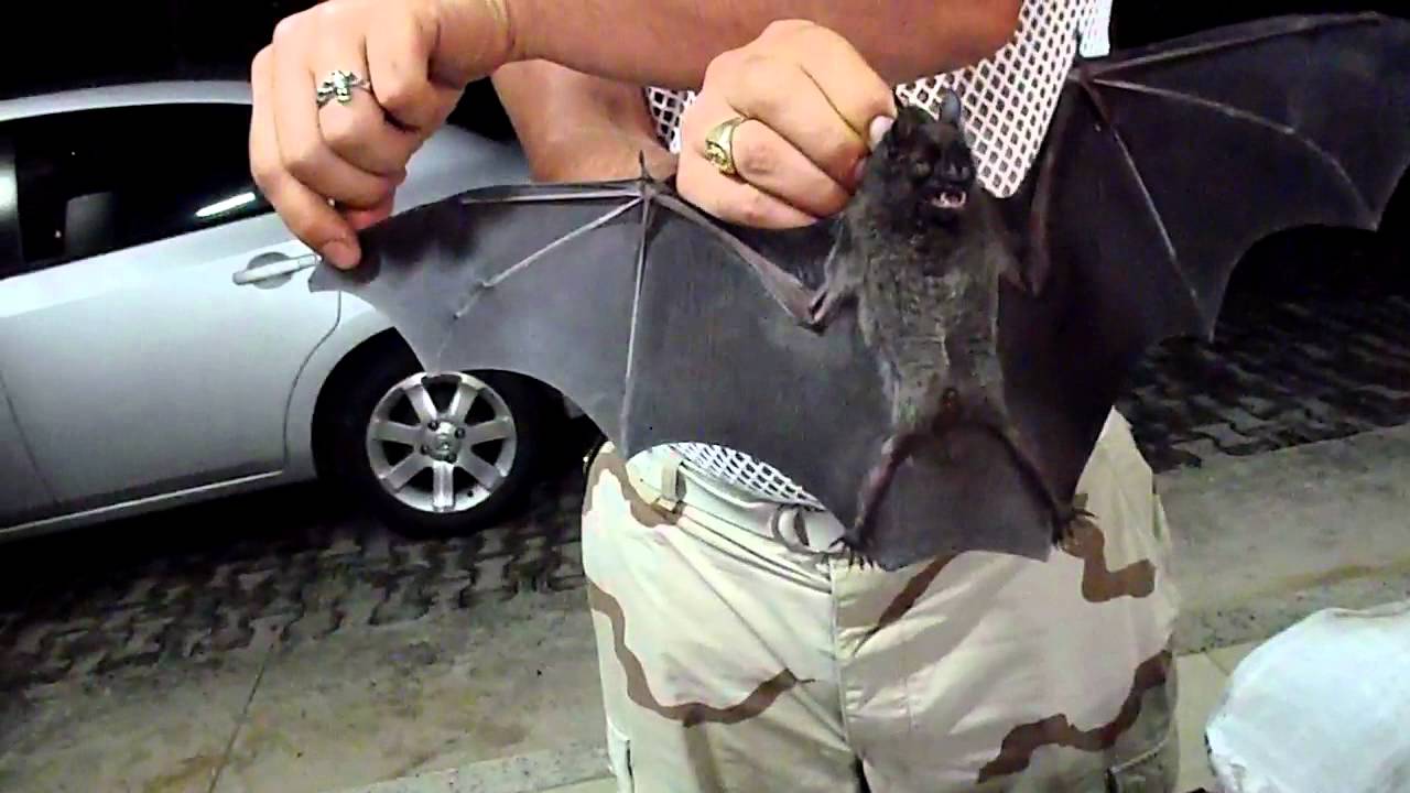 vampire-bat