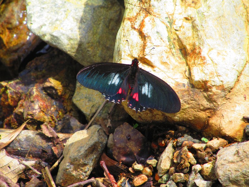 butterfly-and-iguana-015