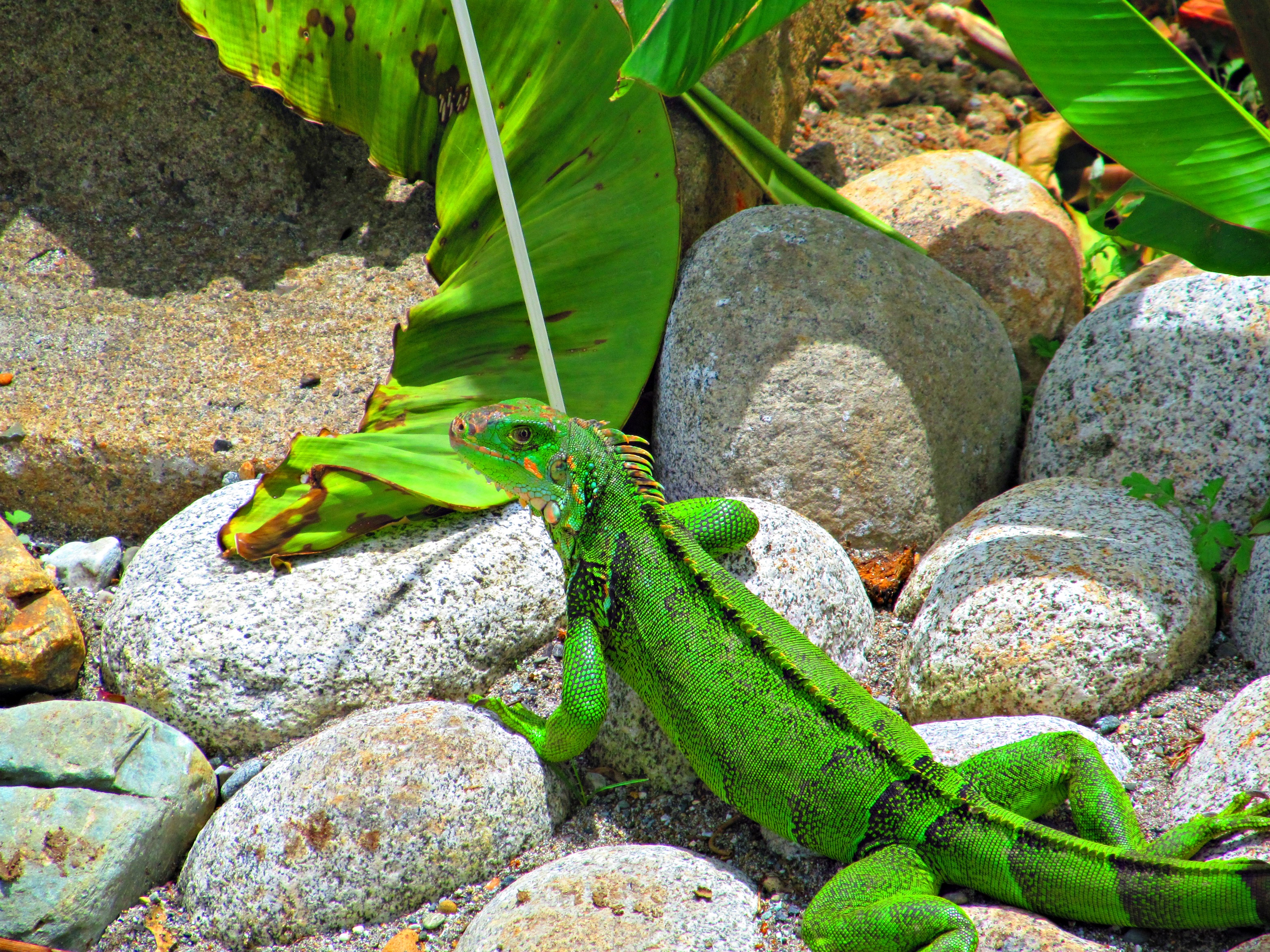 butterfly-and-iguana-042