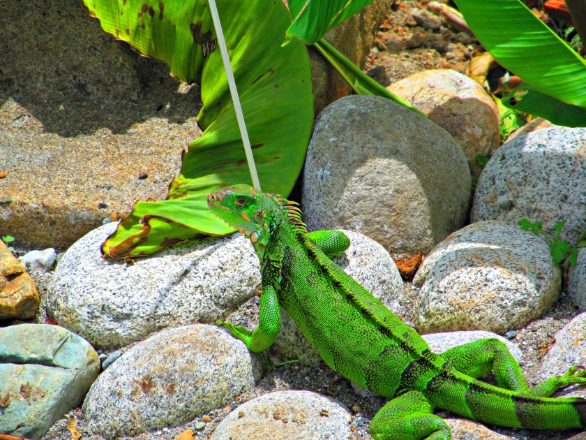 butterfly-and-iguana-042