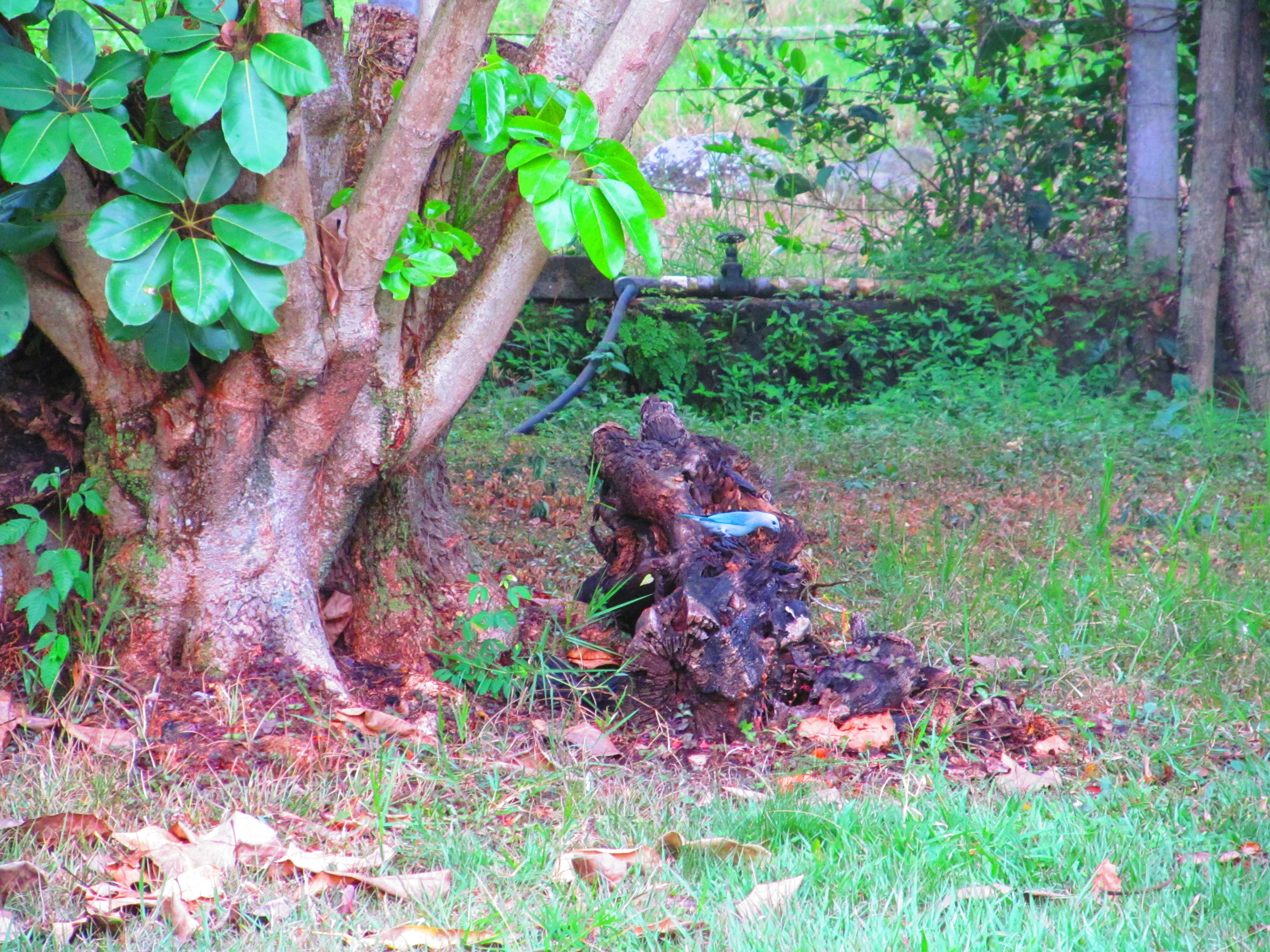 pictures-near-vets-house-018