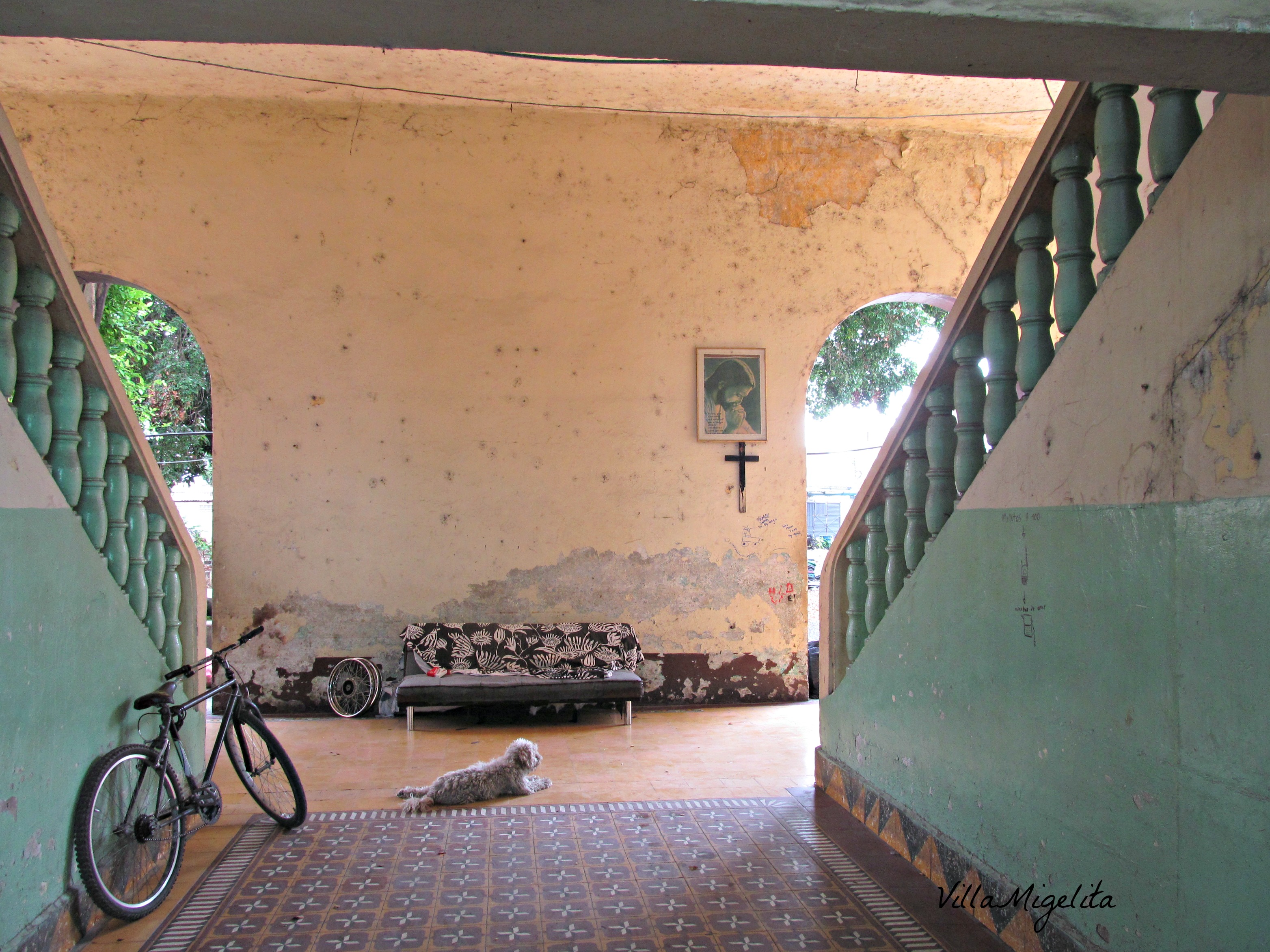 colombia-wins-duck-birds-in-yard-016