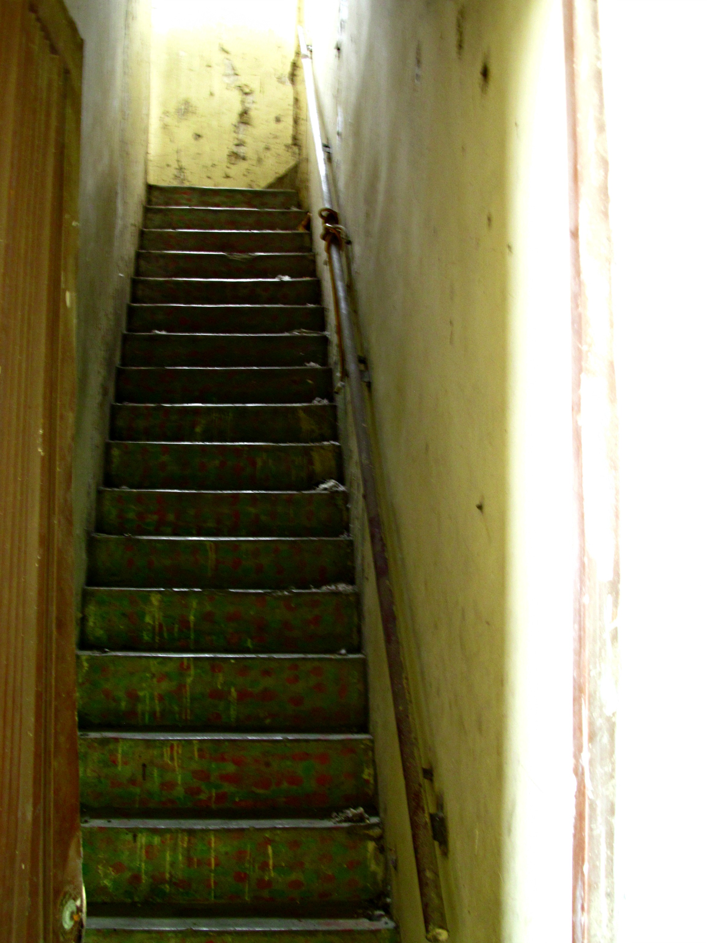 colombia-wins-duck-birds-in-yard-040