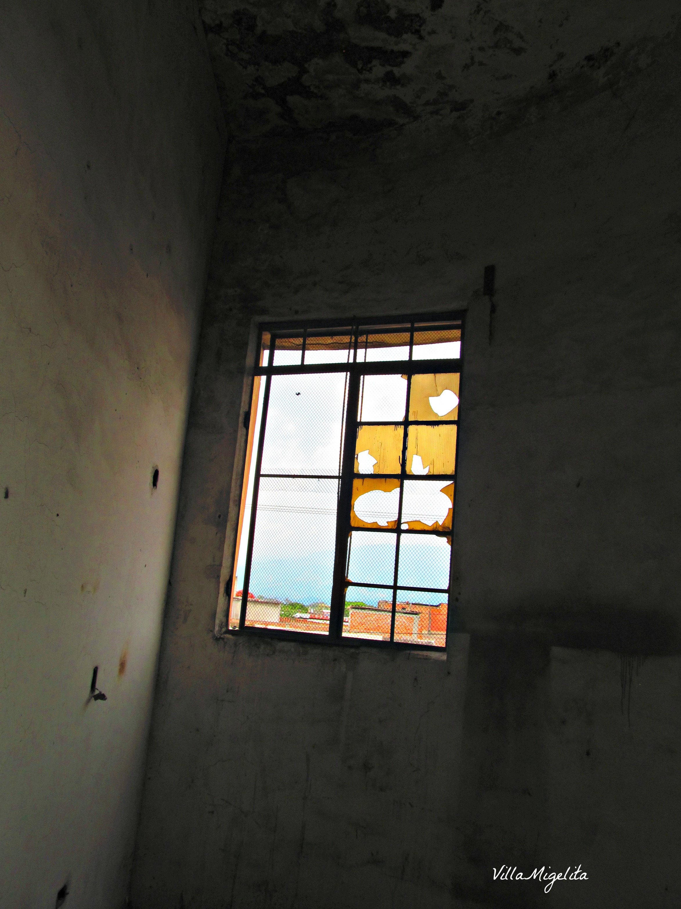 colombia-wins-duck-birds-in-yard-048