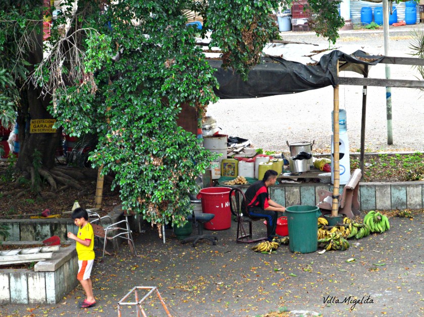 colombia-wins-duck-birds-in-yard-056