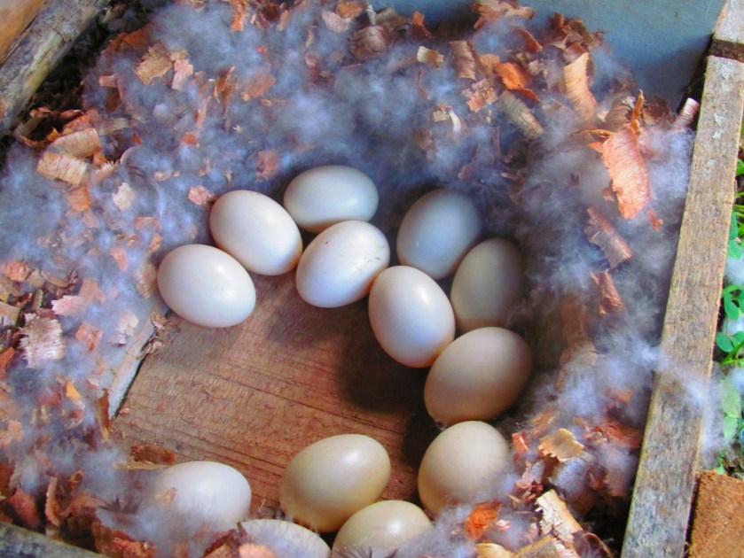 Farm and animal pictures 016.JPG