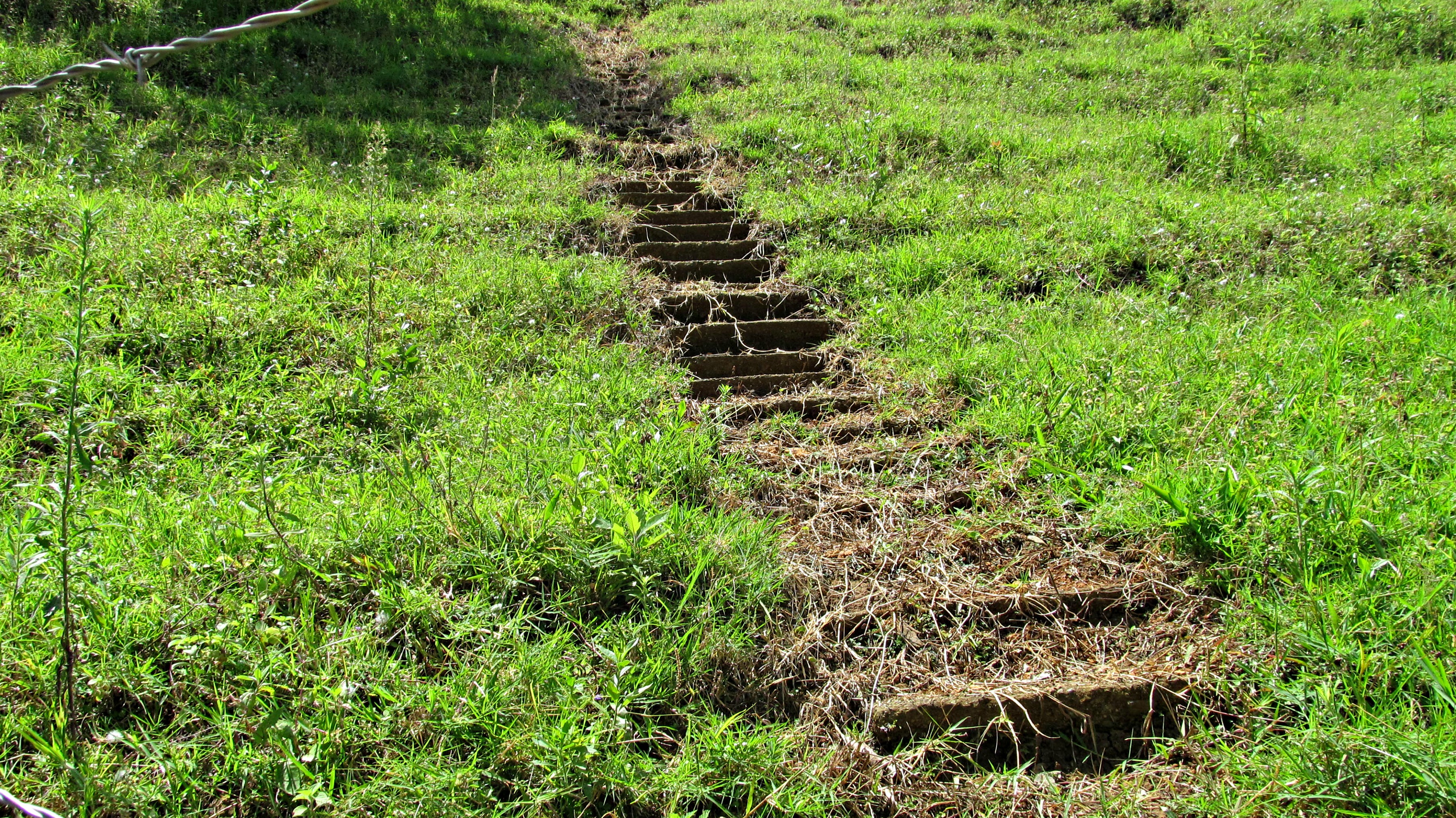 bird-and-horse-and-walk-026
