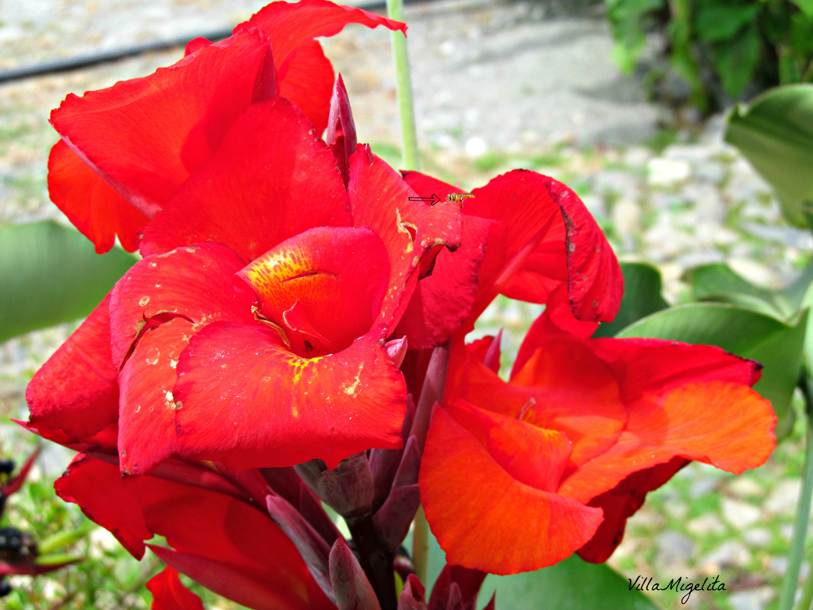 Ducklings and wierd catapiller 021