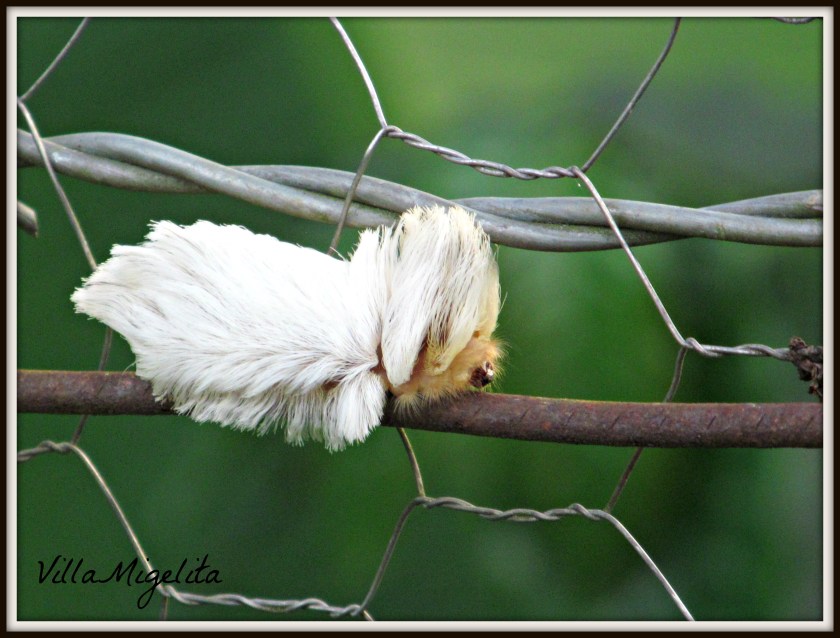 Ducklings and wierd catapiller 037