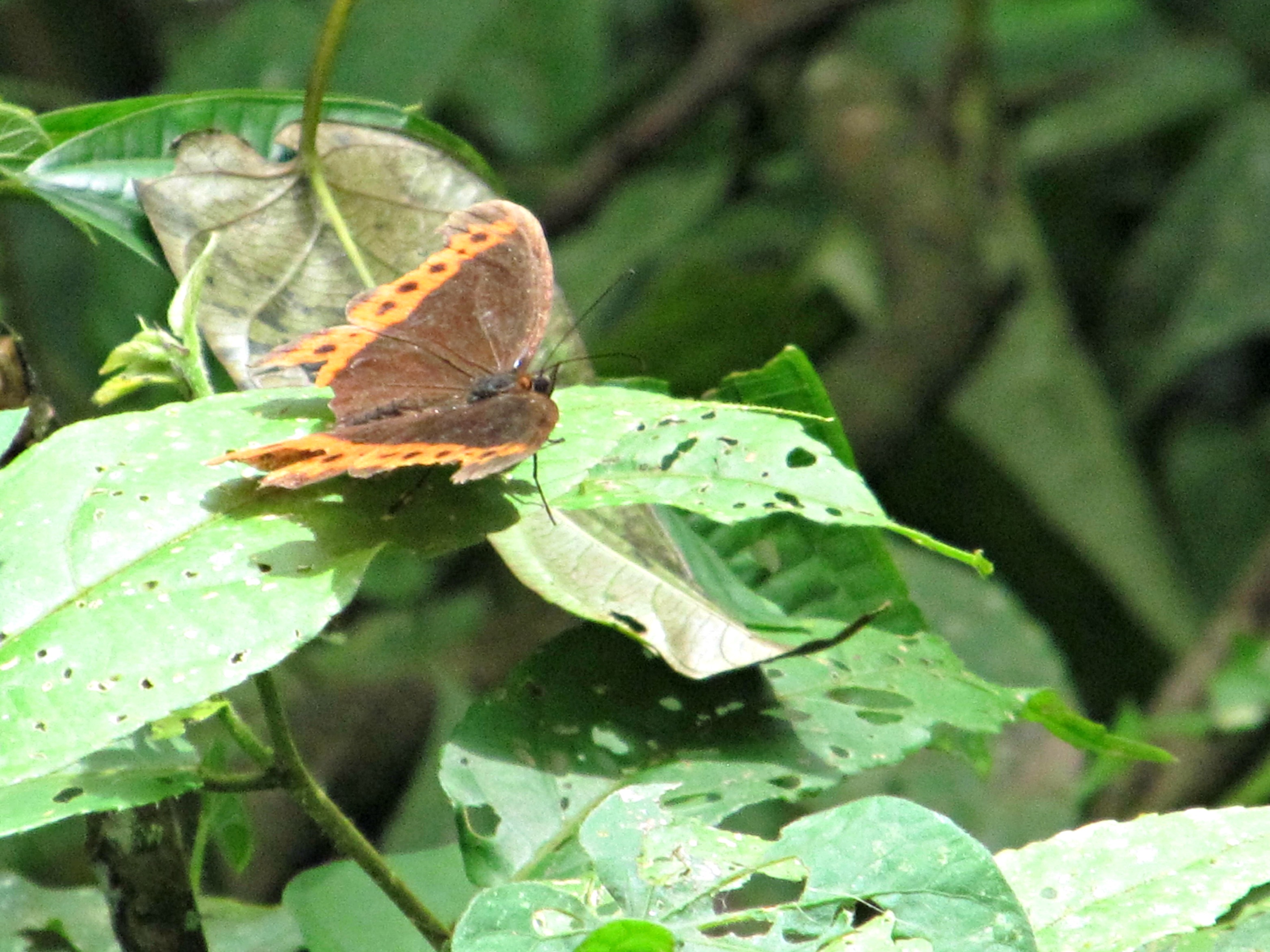 hike and hummingbirds video 001