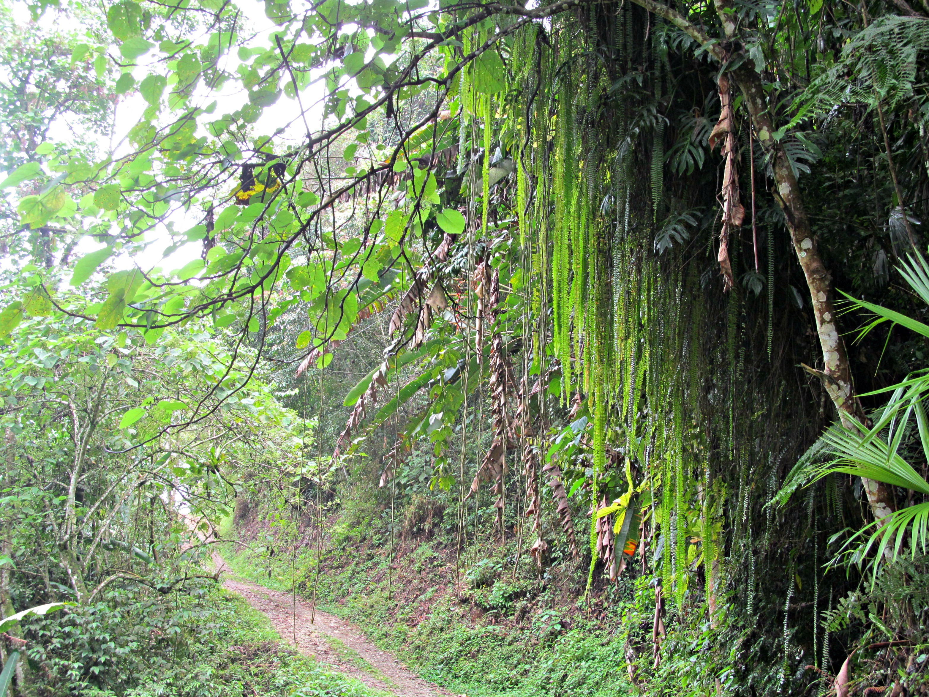 hike and hummingbirds video 008