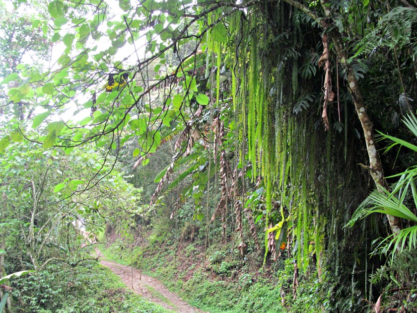 hike and hummingbirds video 008