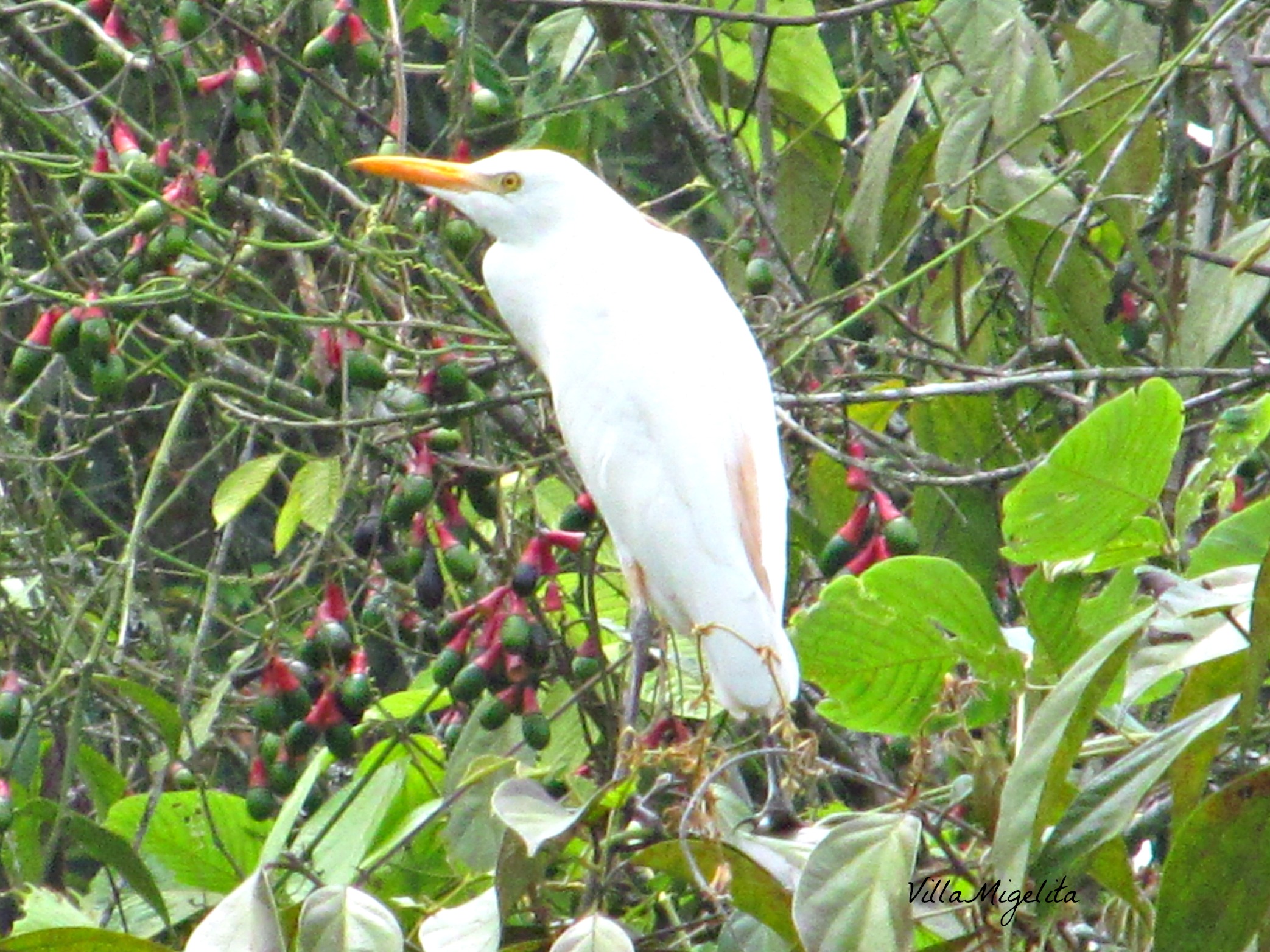 Horse riders and walk 007