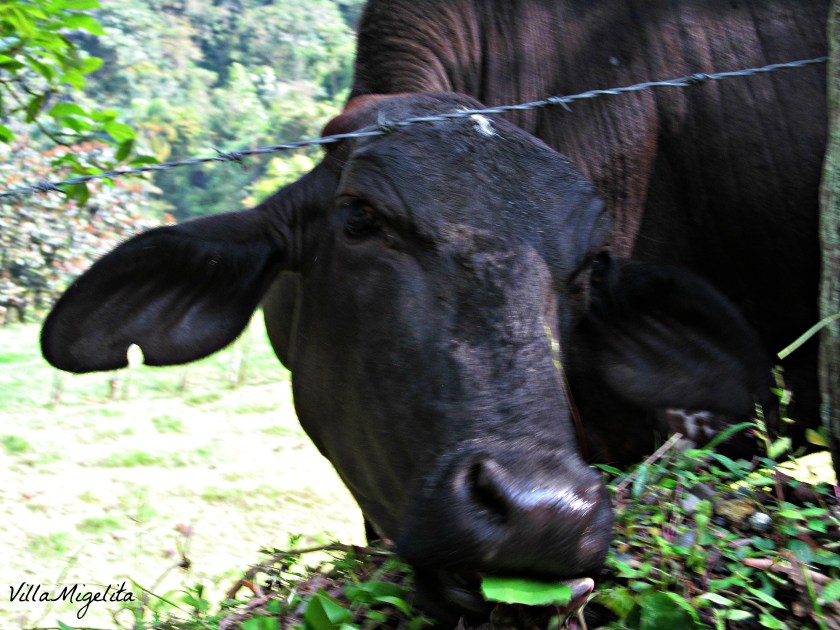 Out and about at VM 018