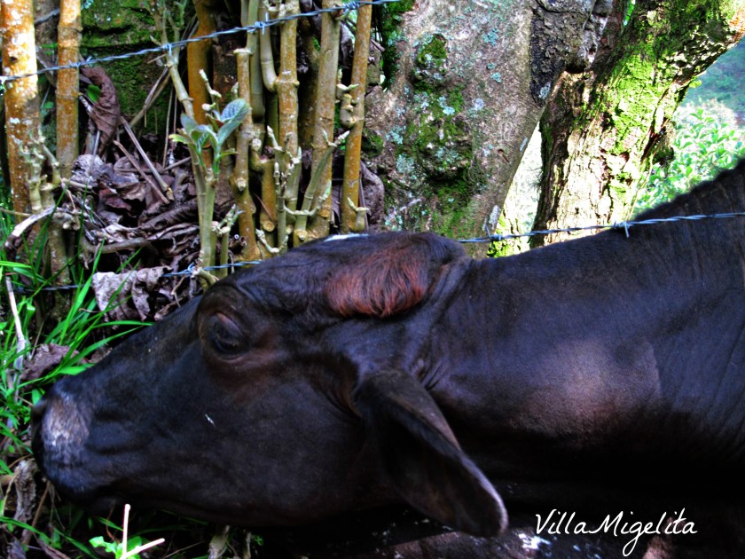 Out and about at VM 019