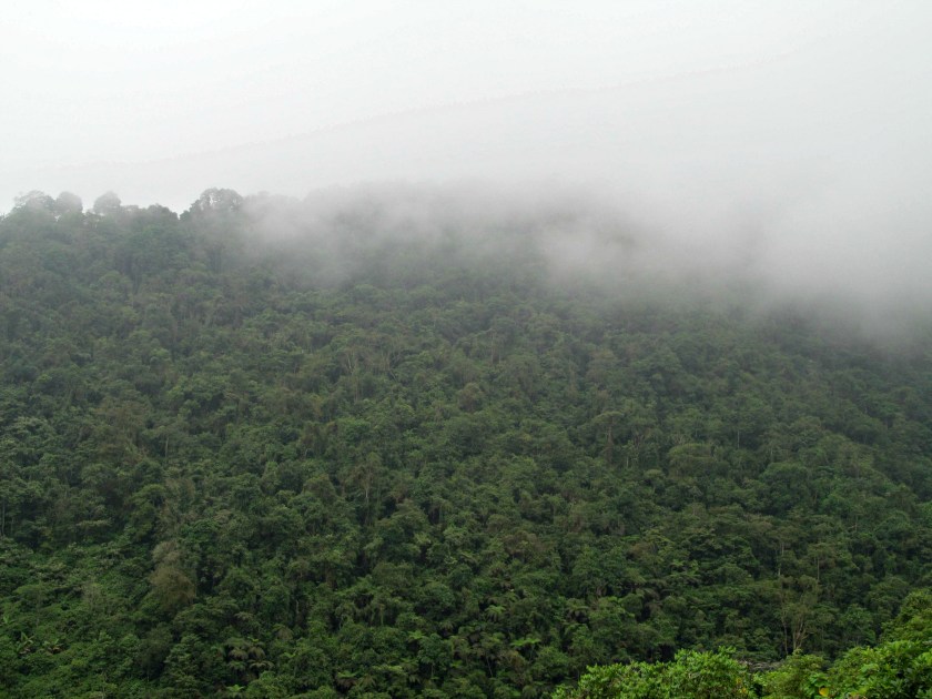 Out and about on the Rainforest hike 008